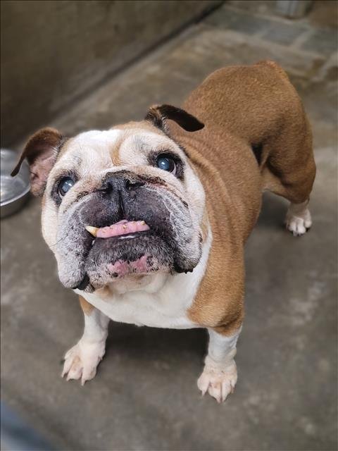 ALABAMA - Bulldog available for adoption