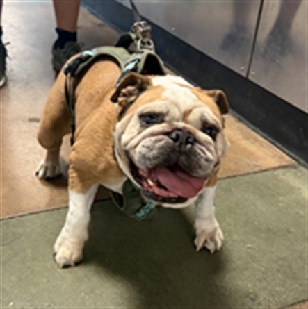 ALABAMA STEPHENS - Bulldog available for adoption