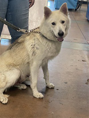 GUERRA - German Shepherd Dog available for adoption