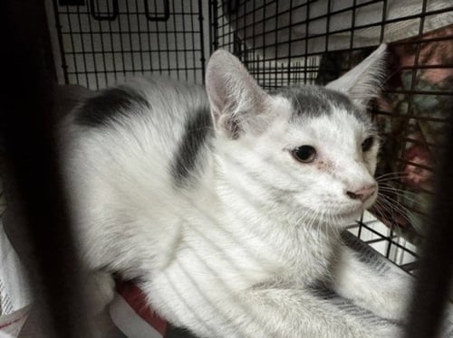 MOLLIE - Domestic Short Hair available for adoption