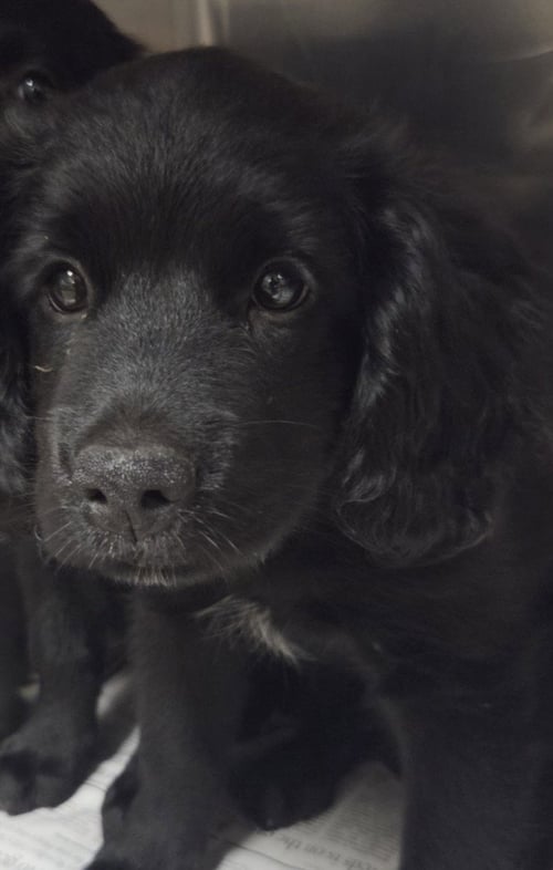 ALEX - Cavalier King Charles Spaniel available for adoption