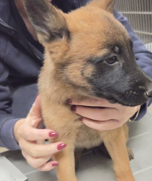 ARGUS - German Shepherd Dog available for adoption