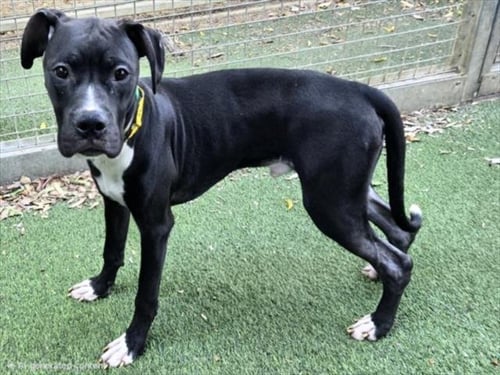BRAD PITT - Pit Bull Terrier available for adoption