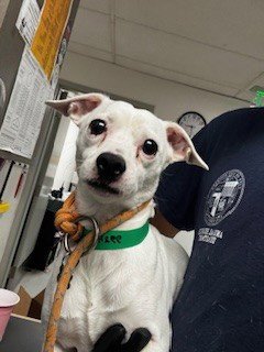GUERO - Chihuahua available for adoption