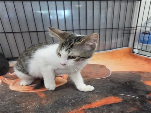 A2296684 - Domestic Short Hair available for adoption