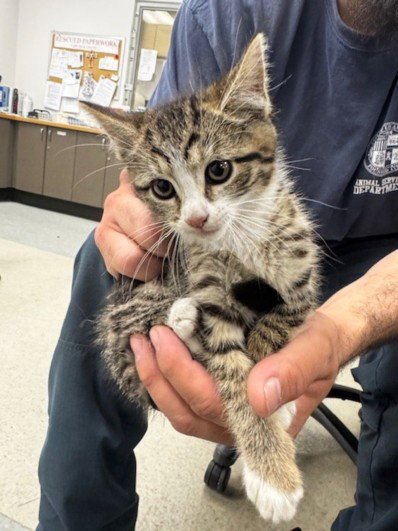 LOLI - Domestic Short Hair available for adoption