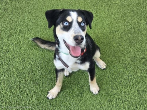 A2295684 - Husky available for adoption