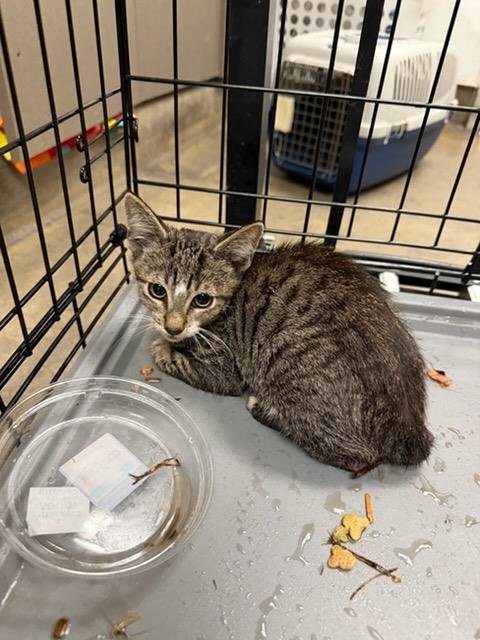 CAT 6 - Domestic Short Hair available for adoption