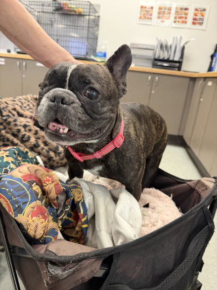 PRETTY GIRL - French Bulldog available for adoption