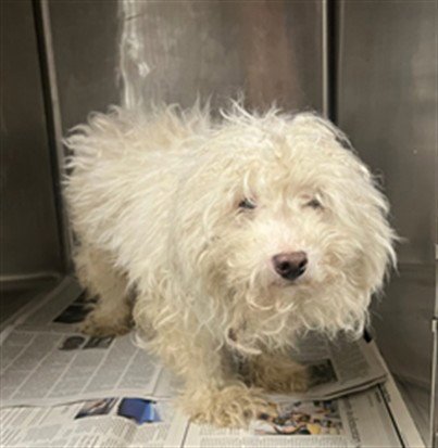JACK - Maltese available for adoption
