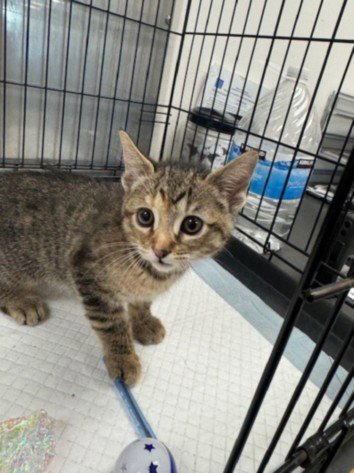 LEA - Domestic Short Hair available for adoption