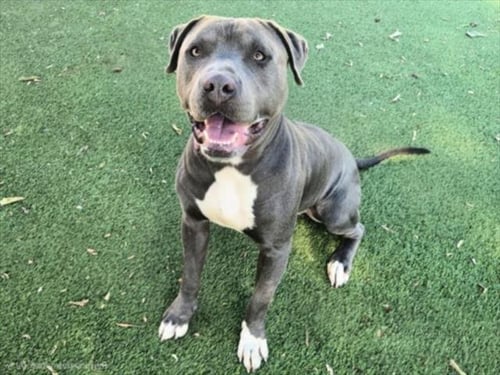 ROCO - Pit Bull Terrier available for adoption