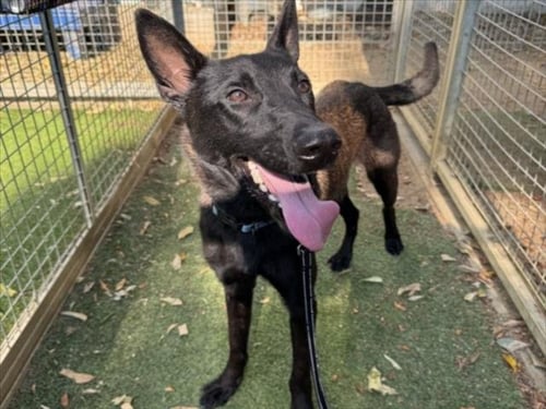 PAULIE - Belgian Shepherd Malinois available for adoption
