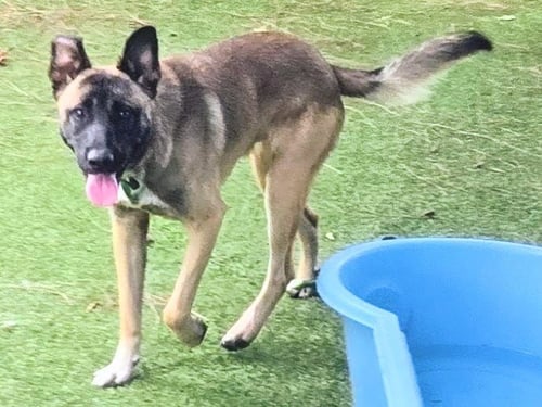 ARCHIE - German Shepherd Dog available for adoption