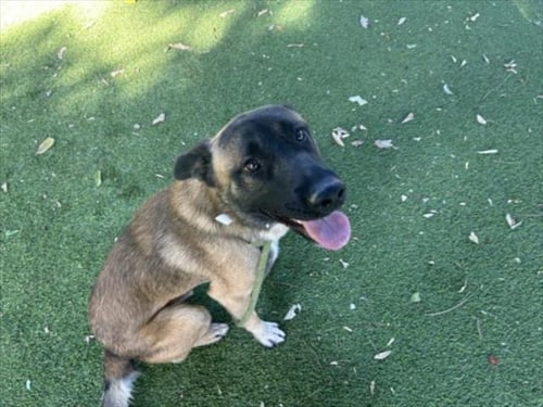 ARCHIE - German Shepherd Dog available for adoption