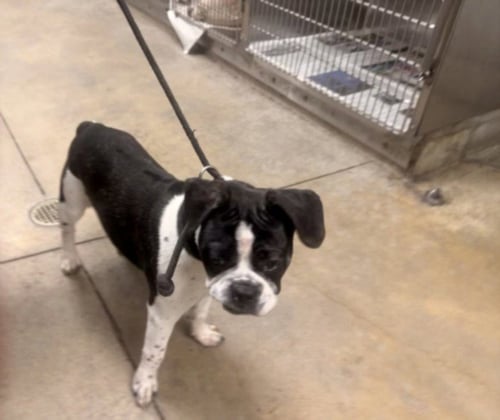 MAX - Boxer available for adoption
