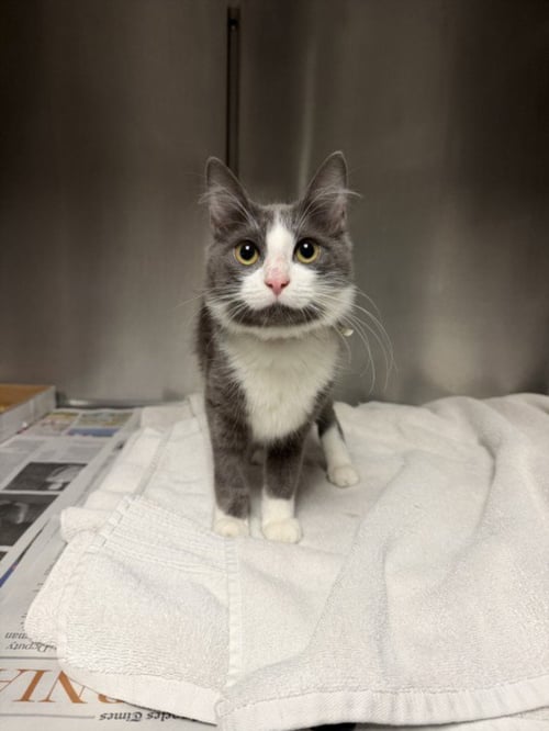 AUDRA - Domestic Long Hair available for adoption