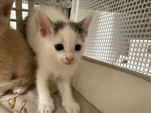 A2294787 - Domestic Short Hair available for adoption