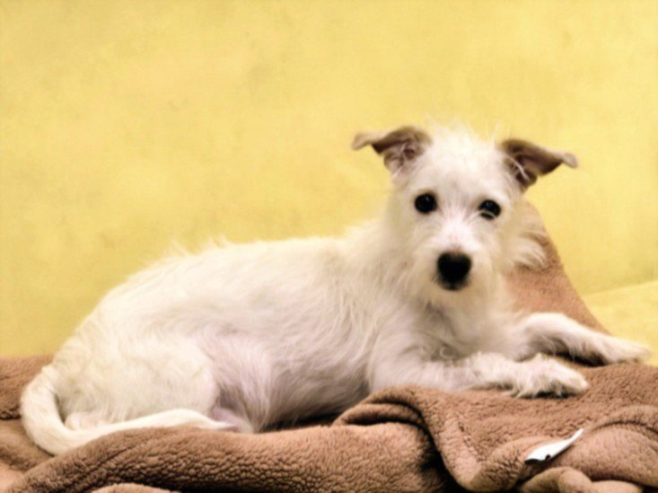 BAXTER Image