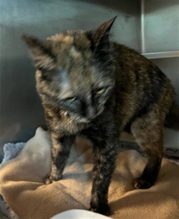 VIOLET - Domestic Short Hair available for adoption