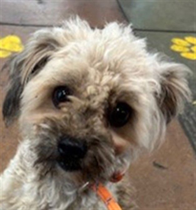 JEFFREY - Lhasa Apso / Shih Tzu available for adoption