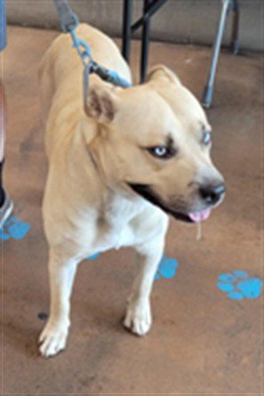 BIG BOY - Labrador Retriever / Pit Bull Terrier available for adoption