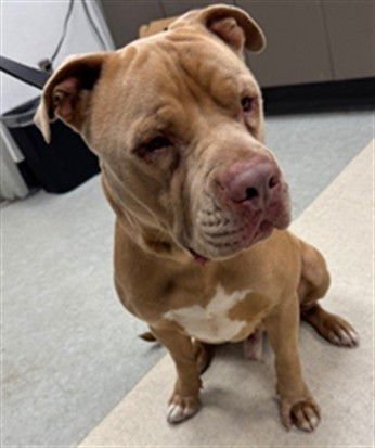 MIDAS - Pit Bull Terrier available for adoption