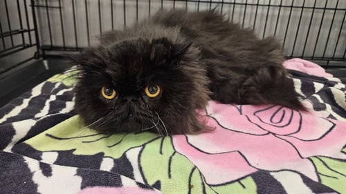 MUFFIN - Persian available for adoption