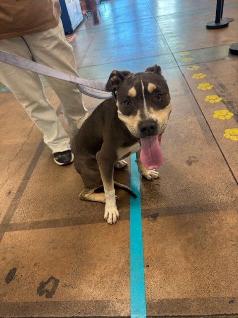 FORREST - Pit Bull Terrier available for adoption