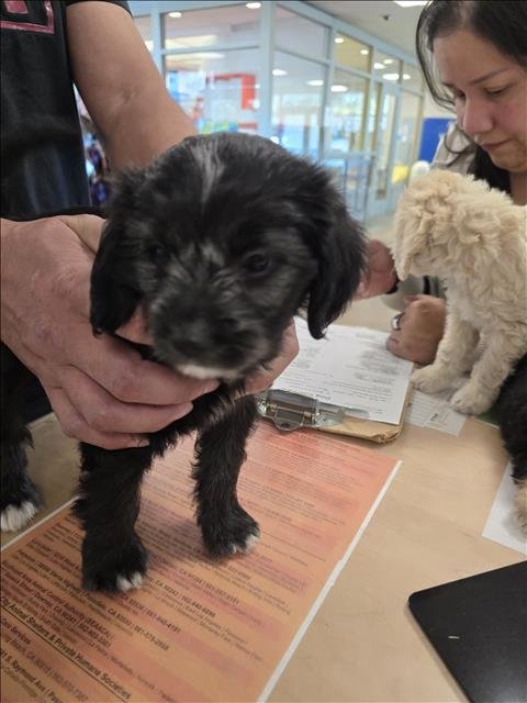 A2256631 - Poodle (Miniature) available for adoption