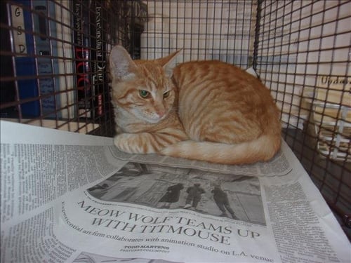 TANG - Domestic Short Hair available for adoption