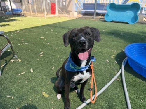 ORI - American Staffordshire Terrier available for adoption