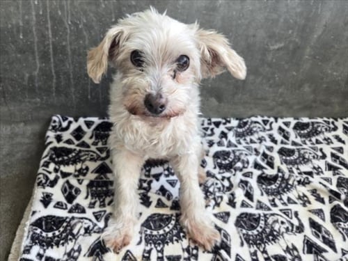 BABY - Maltese / Poodle (Miniature) available for adoption