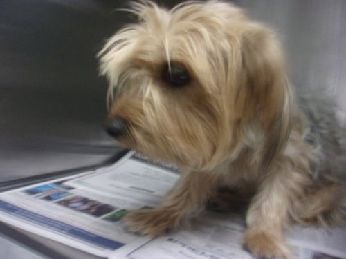 TATUL - Yorkshire Terrier Yorkie available for adoption
