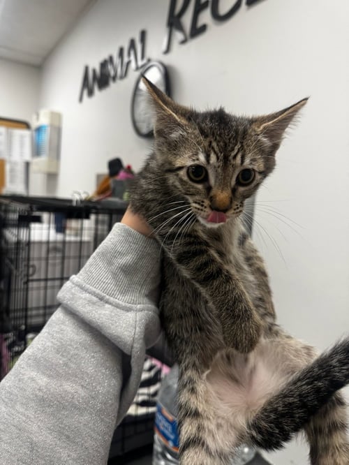 CLEO - Domestic Short Hair available for adoption