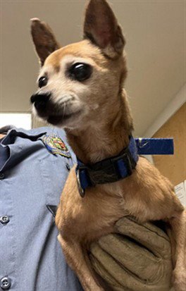 KESTER - Chihuahua available for adoption