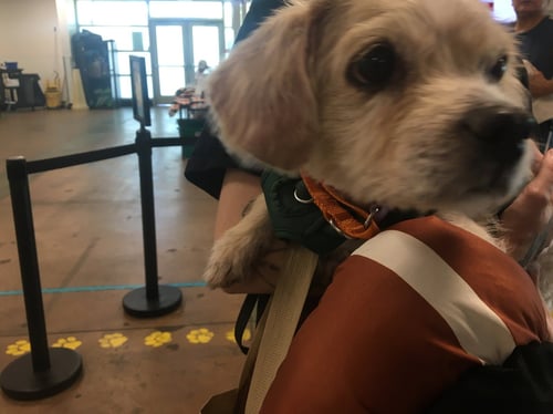 BETTY BOOP - Maltese available for adoption