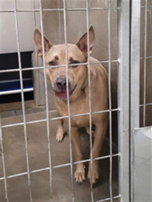BLUE - Pit Bull Terrier / German Shepherd Dog available for adoption