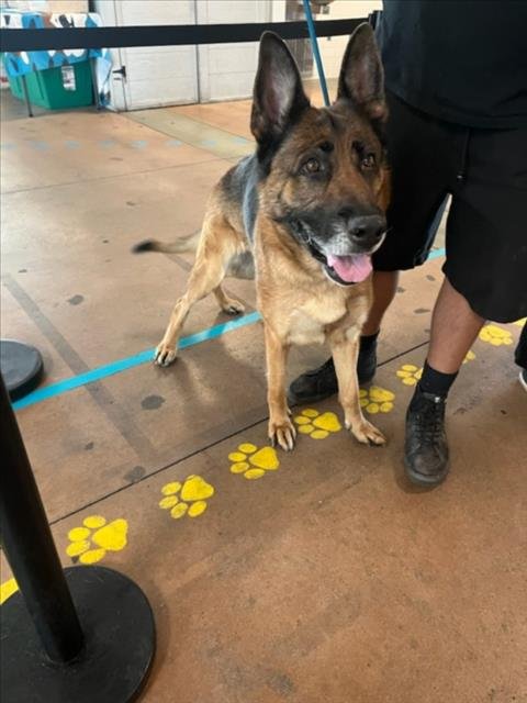 HOLLY - German Shepherd Dog available for adoption