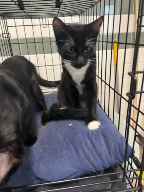 ANGEL - Domestic Medium Hair available for adoption