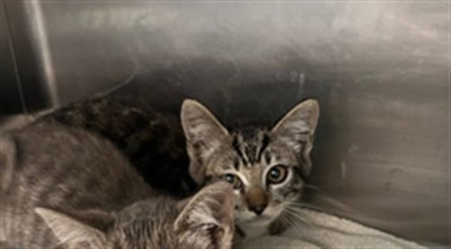 ISAAC - Domestic Short Hair available for adoption