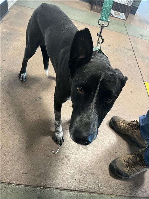 RAYAS - Labrador Retriever available for adoption