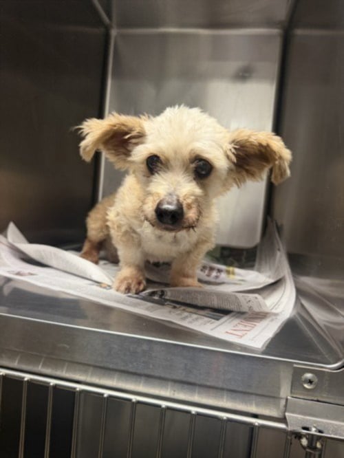 DAISY - Norfolk Terrier available for adoption