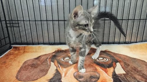 JUN - Domestic Medium Hair available for adoption