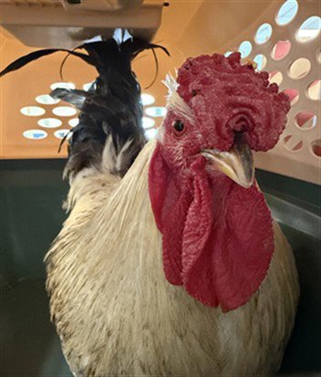 STRICKLAND - Chicken available for adoption