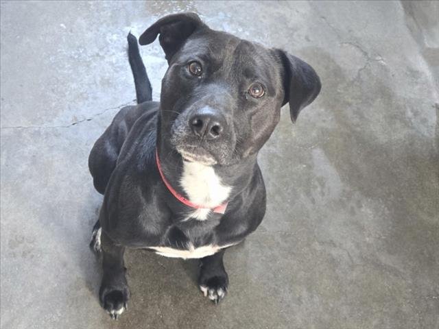 PUDDLES - Pit Bull Terrier available for adoption