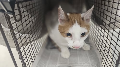 SHY GUY - Domestic Short Hair available for adoption