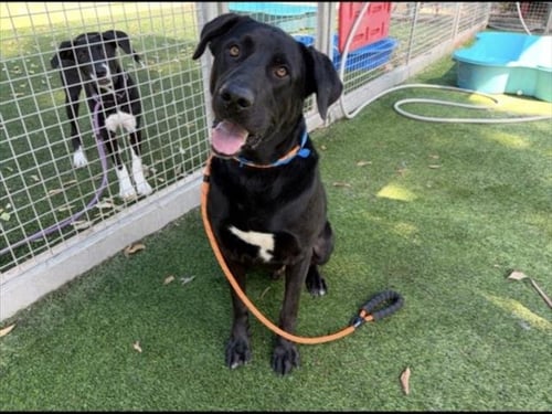 MOOKIE - Labrador Retriever available for adoption