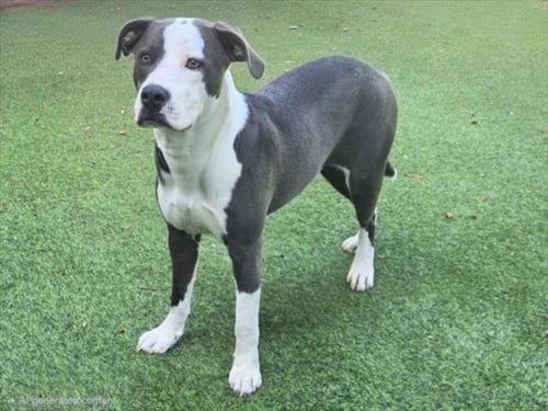 MASON - American Staffordshire Terrier available for adoption