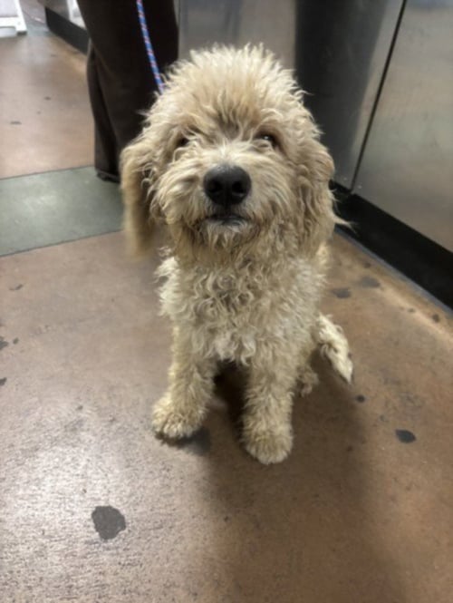 JAX TEDDY - Poodle (Standard) available for adoption